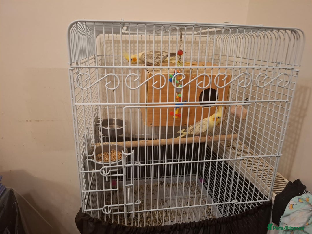 Cockatiels birds for sale: Pair of Healthy Cokateil for Sale - Advert 3