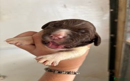 English Springer Spaniel dogs for sale: Springer Spaniel Puppies  - Image 12