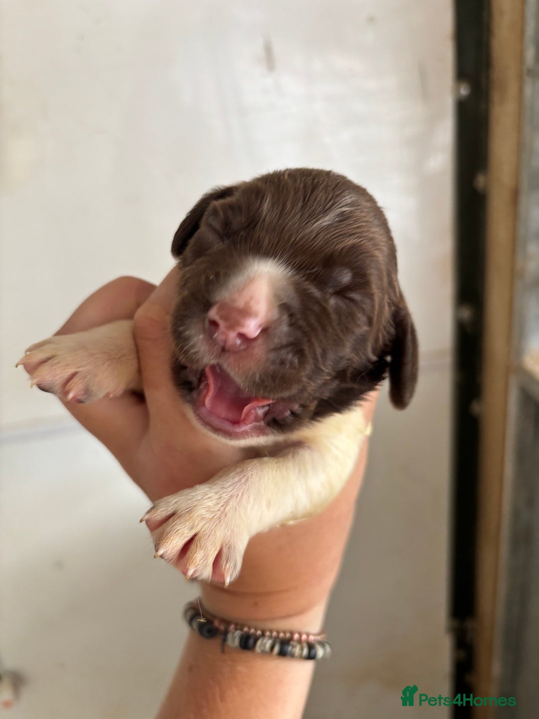 English Springer Spaniel dogs for sale: Springer Spaniel Puppies  - Image 12