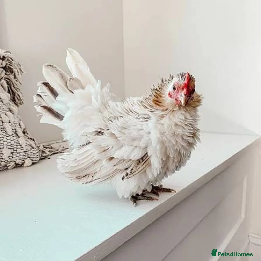 Chickens poultry for sale: Frizzle bantam FREE - Advert 1