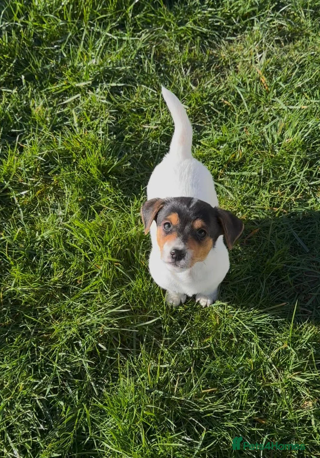 Jack Russell dogs for sale: Jack Russell  - Advert 2