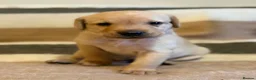 Labrador Retriever dogs for sale: KC Registered Labrador Retriever Puppies  in Attleborough - Advert 6
