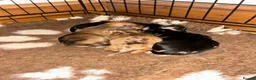 Dachshund dogs for sale: Dachshund puppies - Advert 27