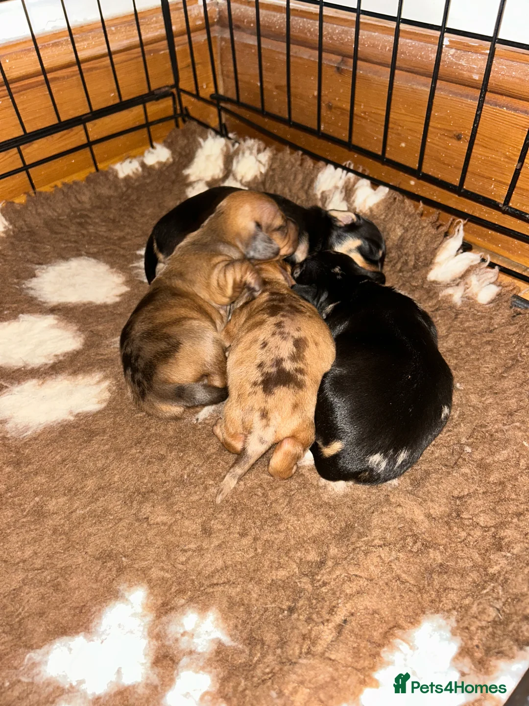 Dachshund dogs for sale: Dachshund puppies - Advert 27