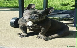 French Bulldog dogs for sale: French Bulldog - Image 2