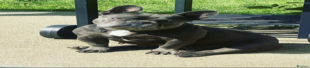 French Bulldog Puppy 1