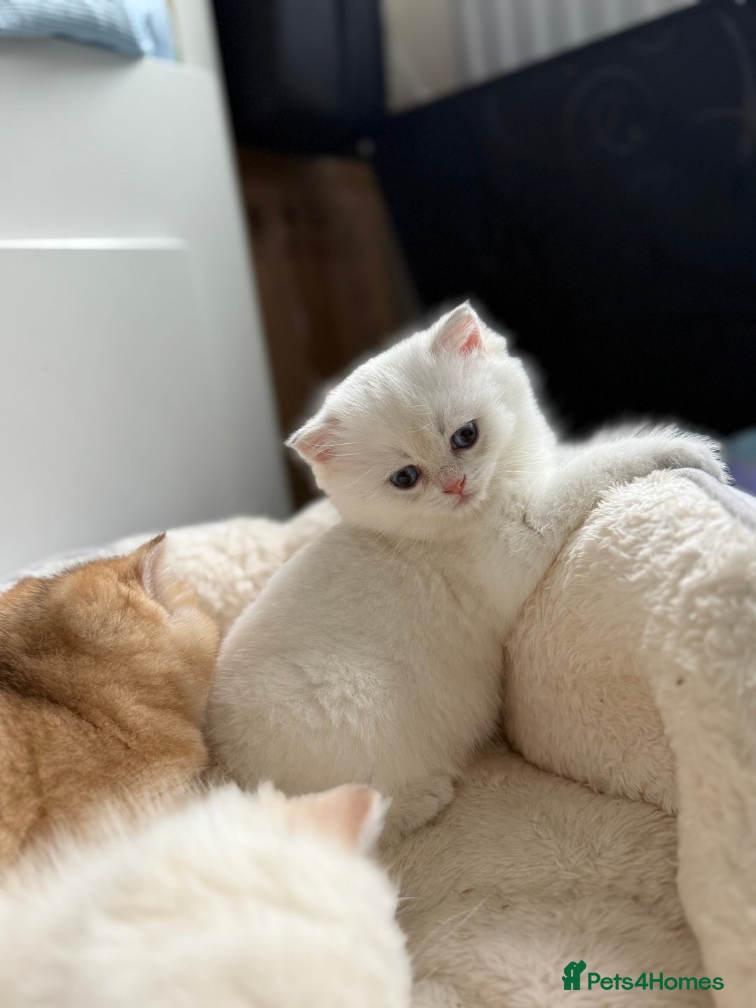 British Shorthair cats for sale: 🌟Purebred British Shorthair Golden Kittens🌟 - Image 8