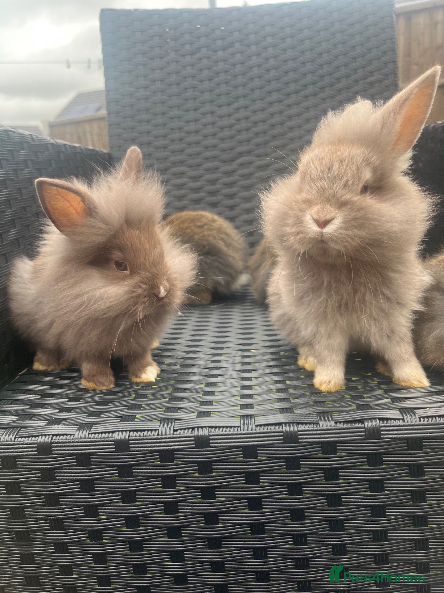 Mini Lion Lop rabbits Ready to go lionhead lops - Advert 5