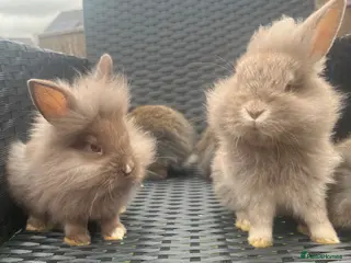 Mini Lion Lop rabbits Ready to go lionhead lops - Advert 5