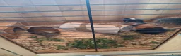 Guinea Pig rodents for sale: 2 Male Guinea Pigs. - Advert 3