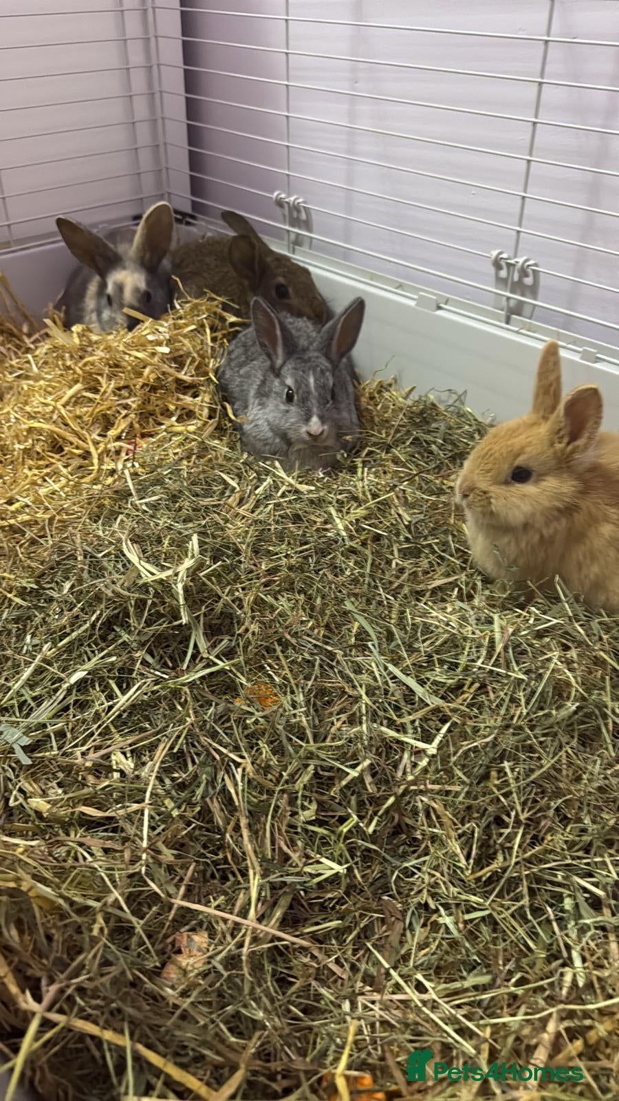 Dwarf Lop rabbits Mini lops - Advert 1