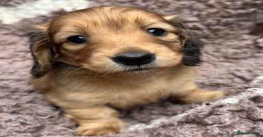 Miniature Dachshund dogs - Advert 2