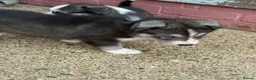 Siberian Husky dogs for sale: Puppies ready to go in London - Advert 11