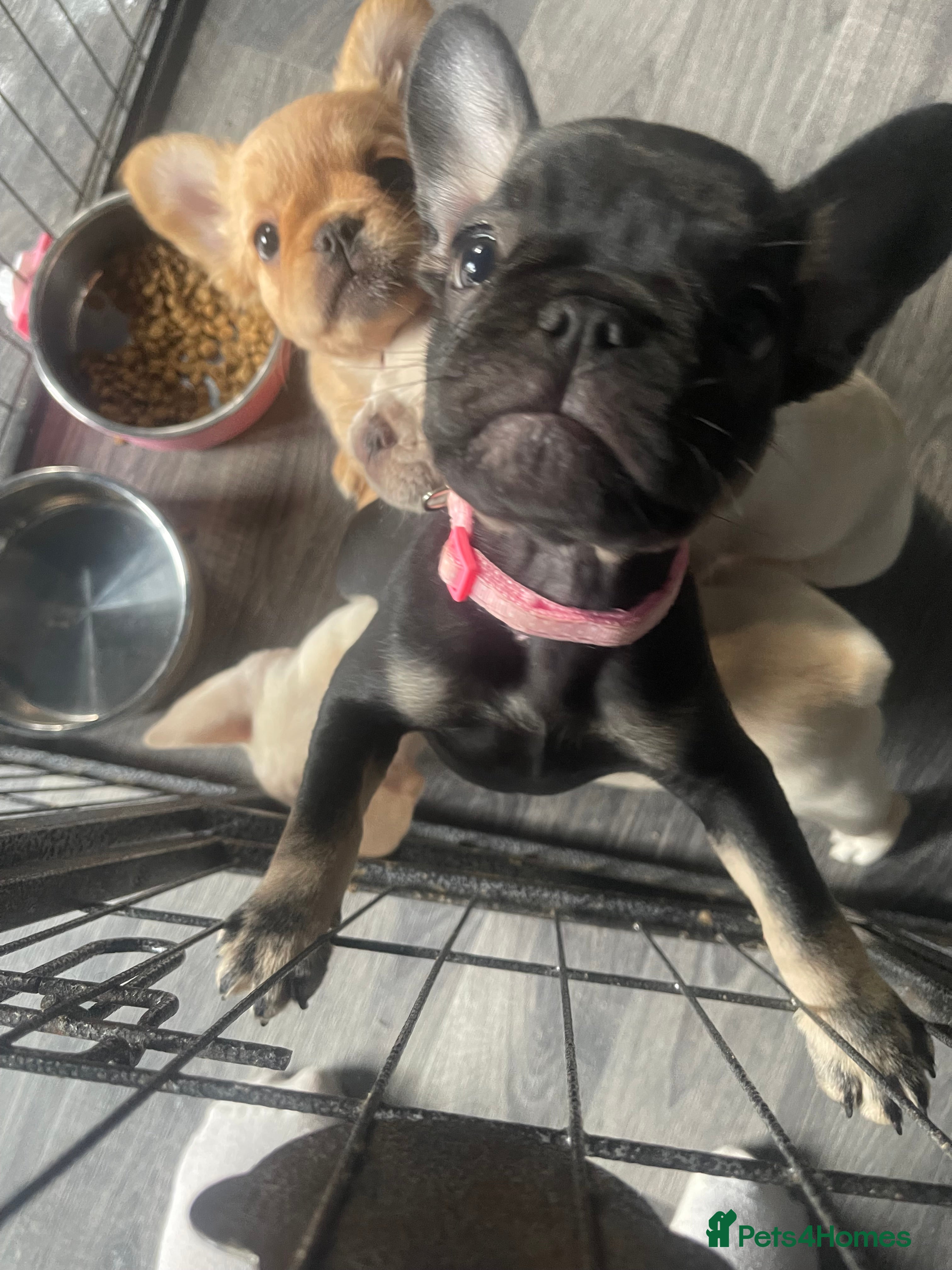 French Bulldog dogs KC REG AND FULL PEDIGREE FRENCH BULLDOGS - Advert 2