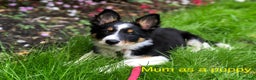 Border Collie dogs for sale: 6 gorgeous high quality Border Collie Puppies  - Advert 4