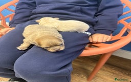 Chihuahua dogs for sale: Chihuahua puppies  - Image 3