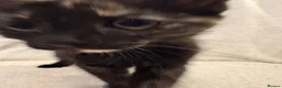 Mixed Breed cats for sale: Beautiful Female Kittens Ready for Forever Homes - Advert 5