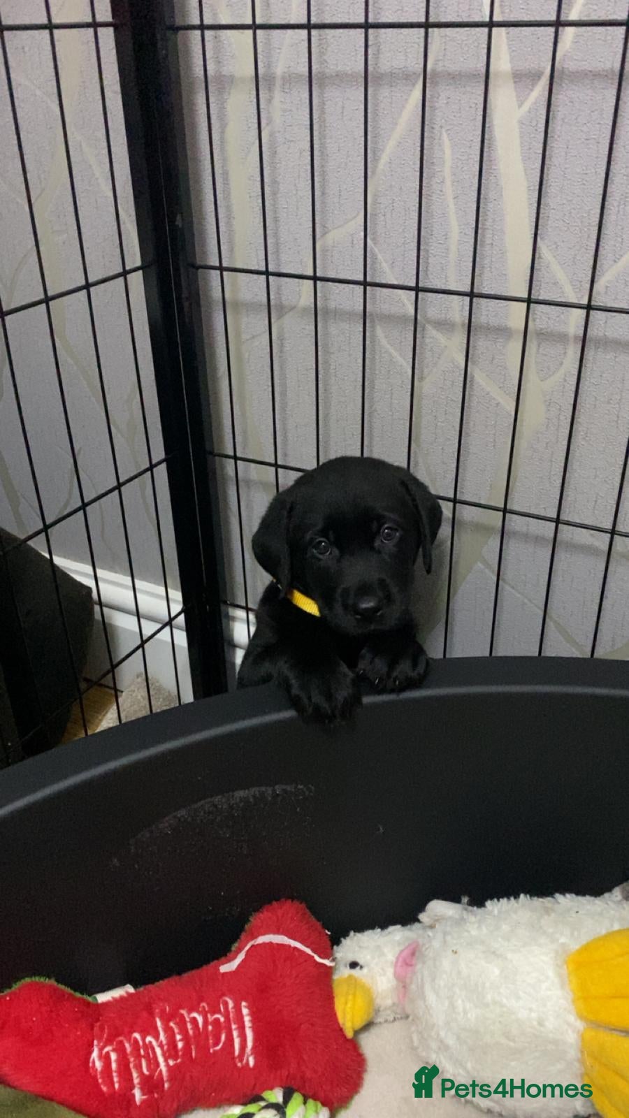 Labrador Retriever dogs Labrador puppies - Advert 12