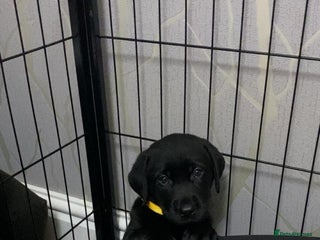 Labrador Retriever dogs Labrador puppies - Advert 4