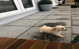 Jackapoo dogs for sale: 6 beautiful jackapoo pups - Image 11