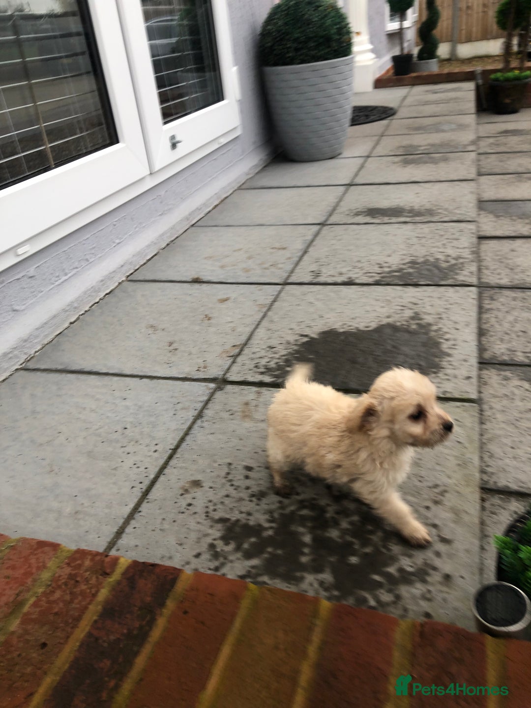 Jackapoo dogs for sale: 6 beautiful jackapoo pups - Image 11