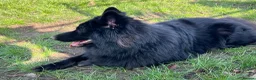 German Shepherd dogs for stud: *FREE until Proven* Black Shepherd Dog at Stud - Advert 5