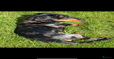 Miniature Dachshund dogs - Advert 7
