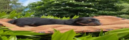 Miniature Dachshund dogs for sale: GORGEOUS KC reg PRA CLEAR MINI DACHSHUND PUPPIES in Swansea - Advert 8