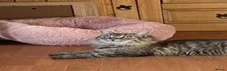 Siberian cats for sale: Stunning Siberian very reduce price  - Advert 7