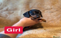 Miniature Dachshund dogs for sale: Miniature dachshunds  - Image 6