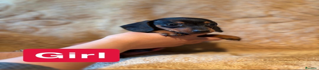 Miniature Dachshund Puppy 6