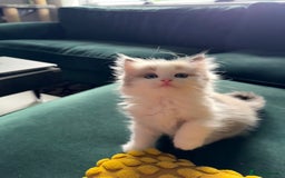 Ragdoll cats for sale: Loving Ragdoll kittens - Image 9