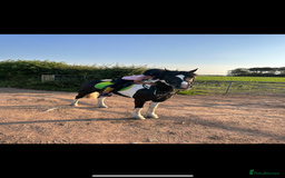 Other Breed horses for sale: Cob /Welsh pony  - Image 5