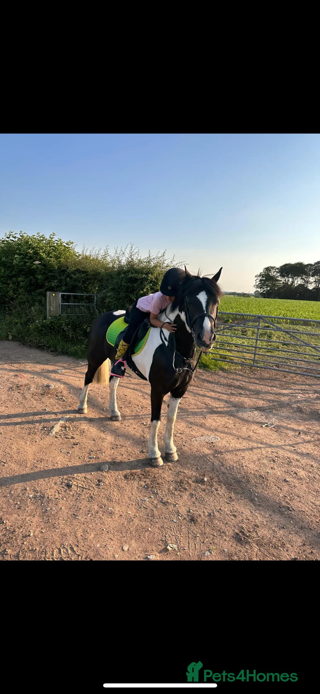 Other Breed horses for sale: Cob /Welsh pony  - Advert 5