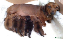 Miniature Dachshund dogs for sale: Miniature dachshund  - Image 1
