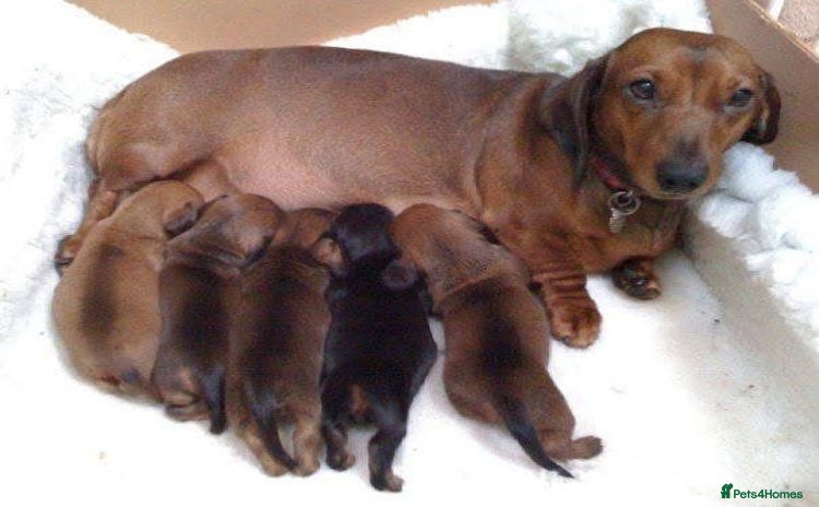 Miniature Dachshund dogs - Advert 3