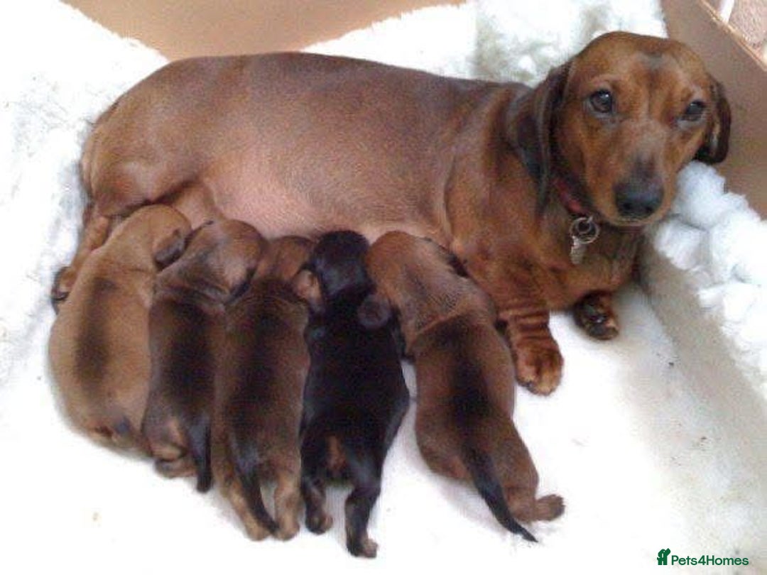 Miniature Dachshund dogs for sale: Miniature dachshund  - Image 1