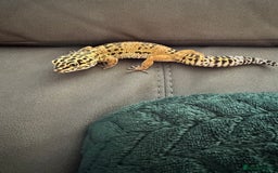 Leopard Gecko reptiles for sale: Leopard gecko with full enclosure  - Advert 2