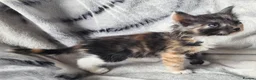 Siberian cats for sale: Hypoallergenic, TICA, Traditional Siberian kittens - Advert 10