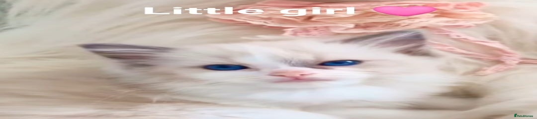 Ragdoll Kitten 7