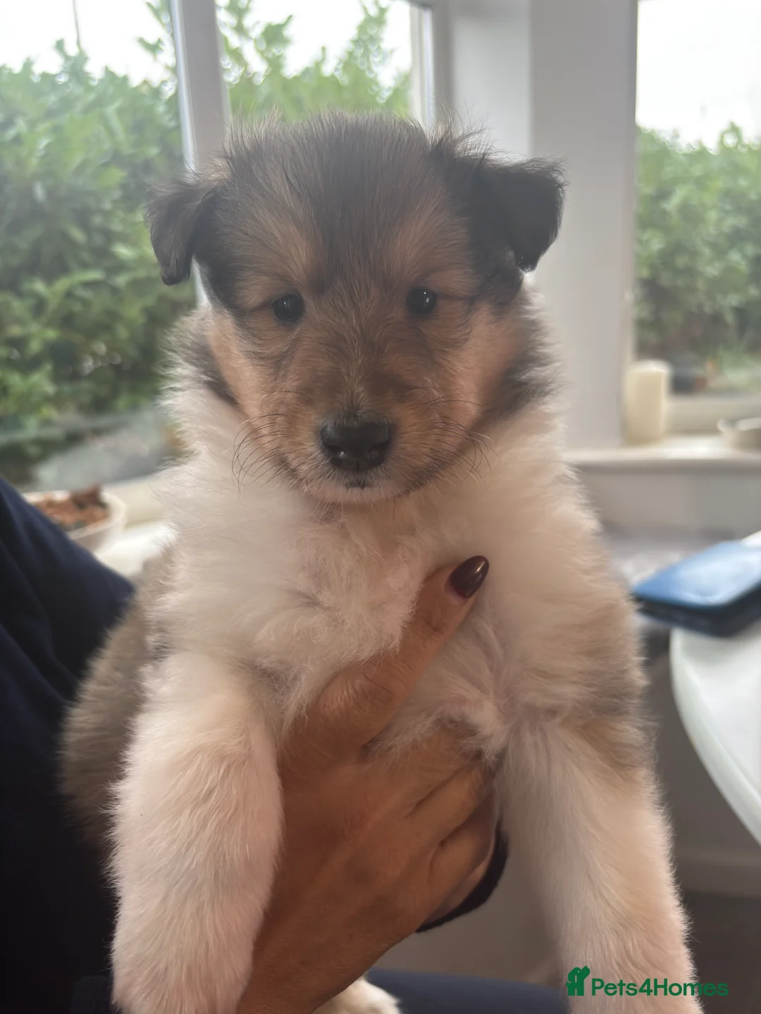 Rough Collie dogs for sale: Shaded Sable Rough Collie puppies  - Advert 2