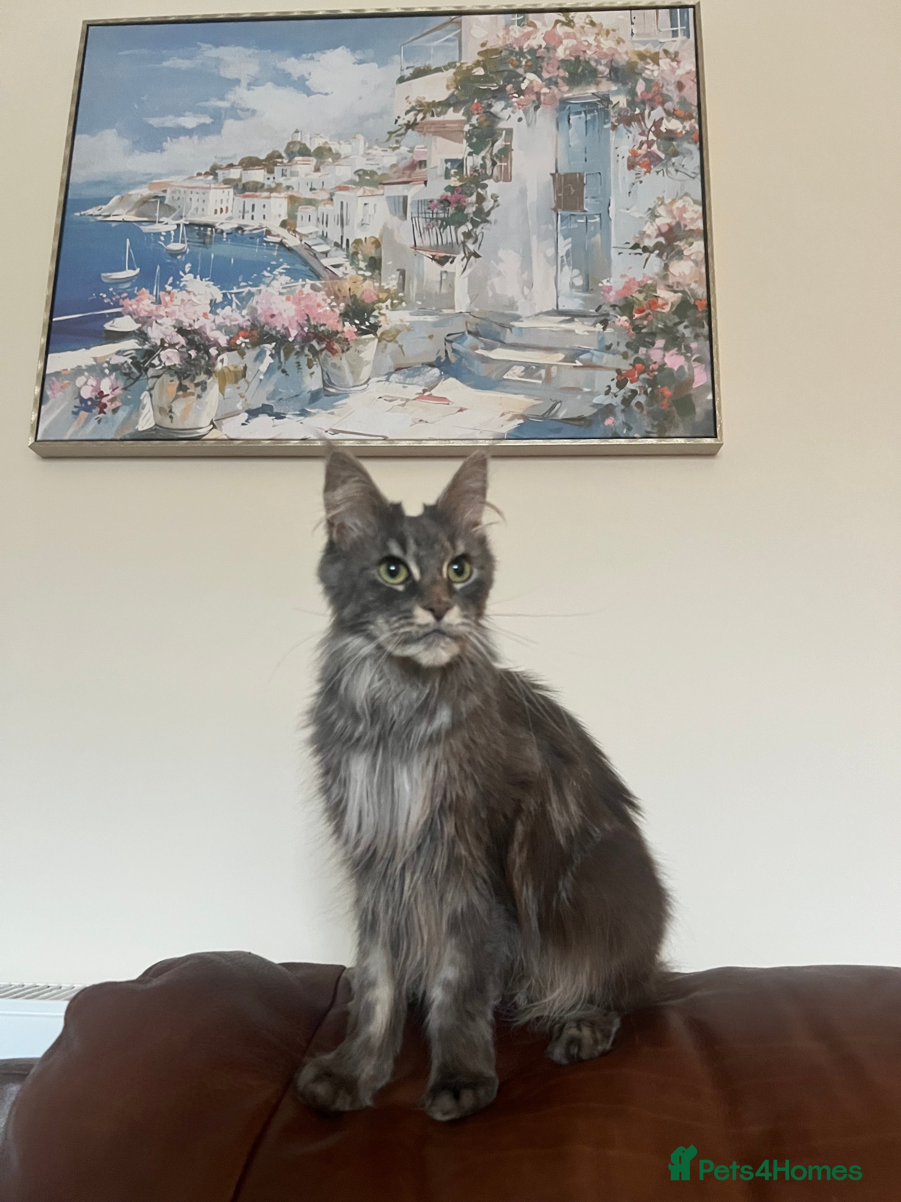 Maine Coon cats Awesome mix of Magnificent Main Coon Kittens  - Advert 7