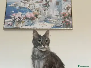 Maine Coon cats Awesome mix of Magnificent Main Coon Kittens - Advert 7