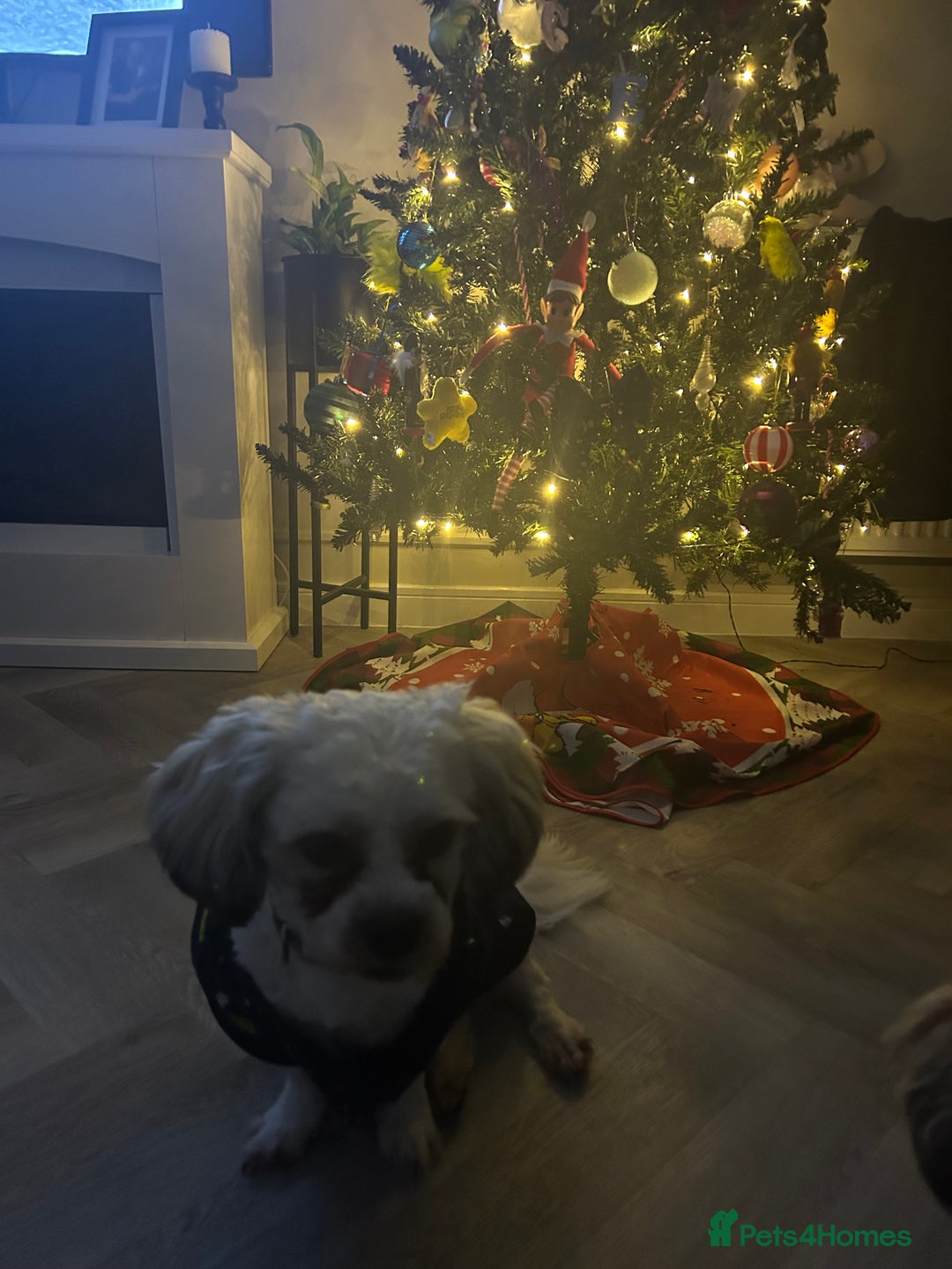 Mixed Breed dogs for stud: Stud dog Schichon /zichon  - Advert 3