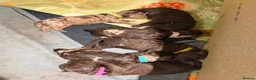 Cockapoo dogs for sale: Stunning cockapoo litter in Burgess Hill - Advert 7