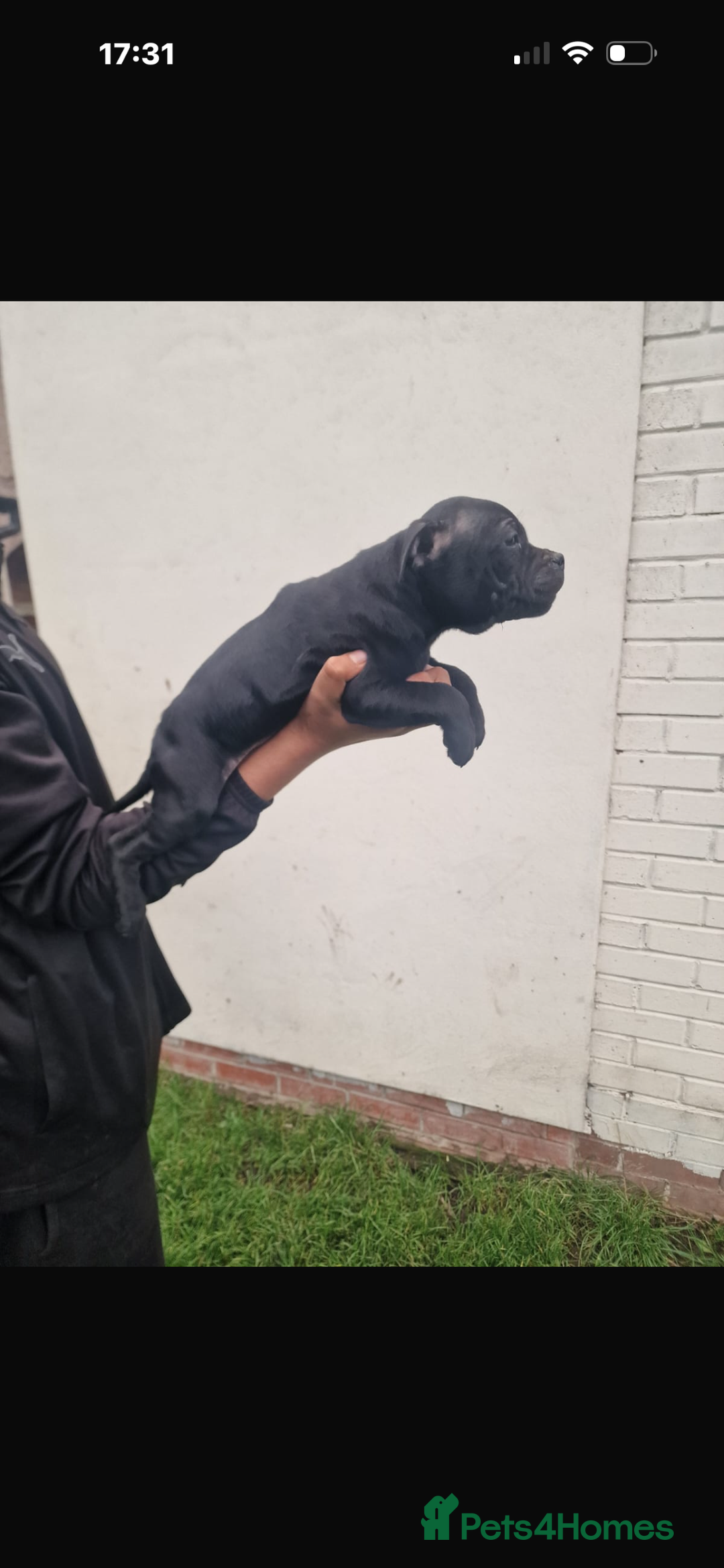 Staffordshire Bull Terrier dogs for sale: Pure blue staffy puppies ready to go - Image 21