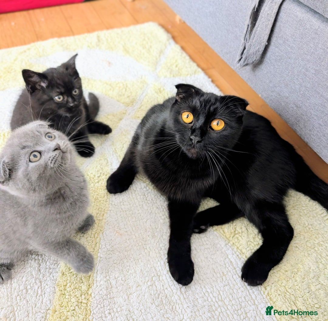 Scottish Fold cats for sale: Beautiful kittens are looking for a new home🥰✨ - Image 4