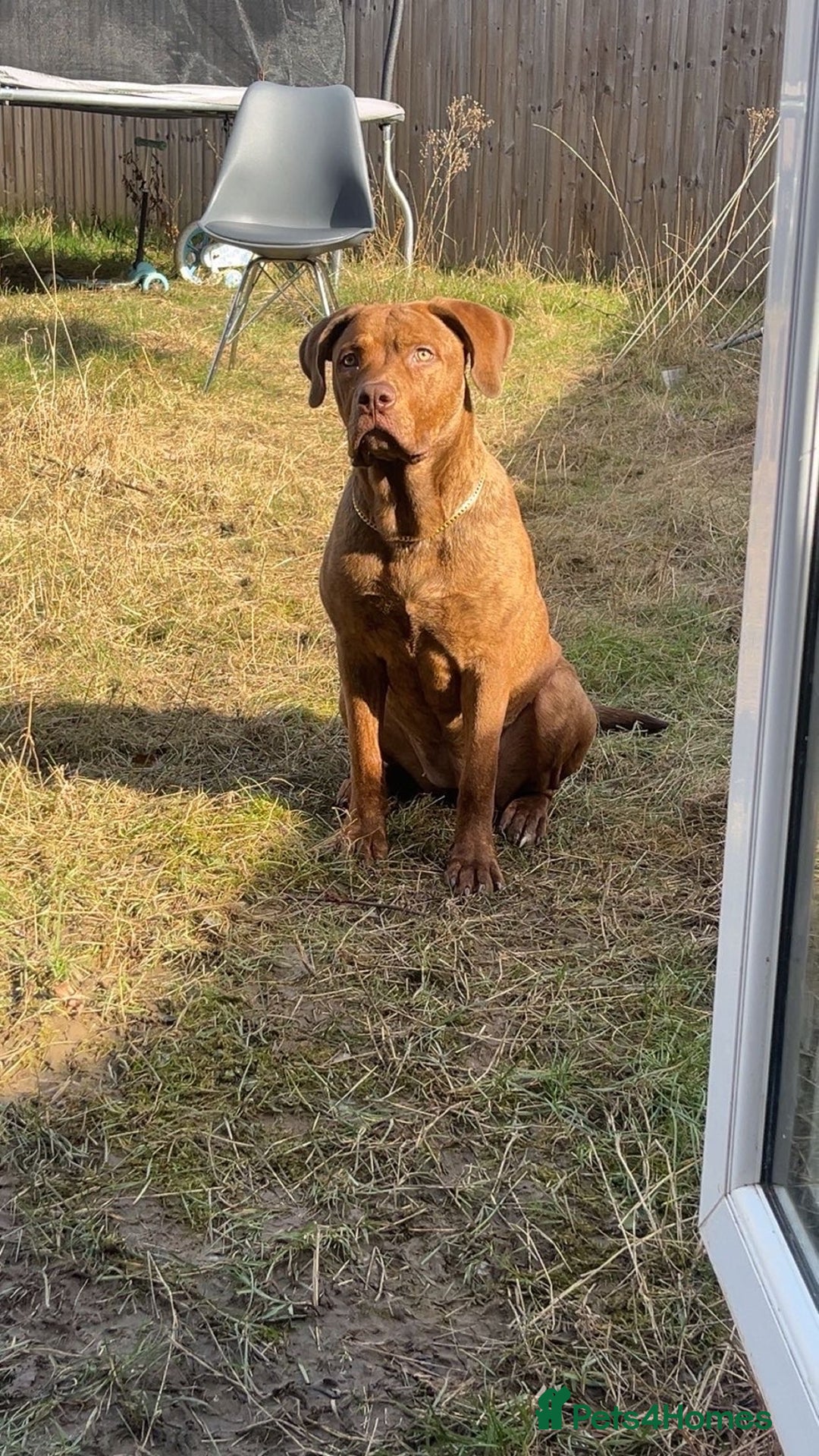 Mixed Breed dogs for sale: Mixed Breed - Hazel - Advert 2