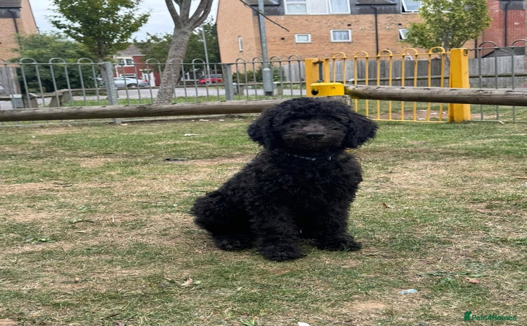 Goldendoodle dogs - Advert 10