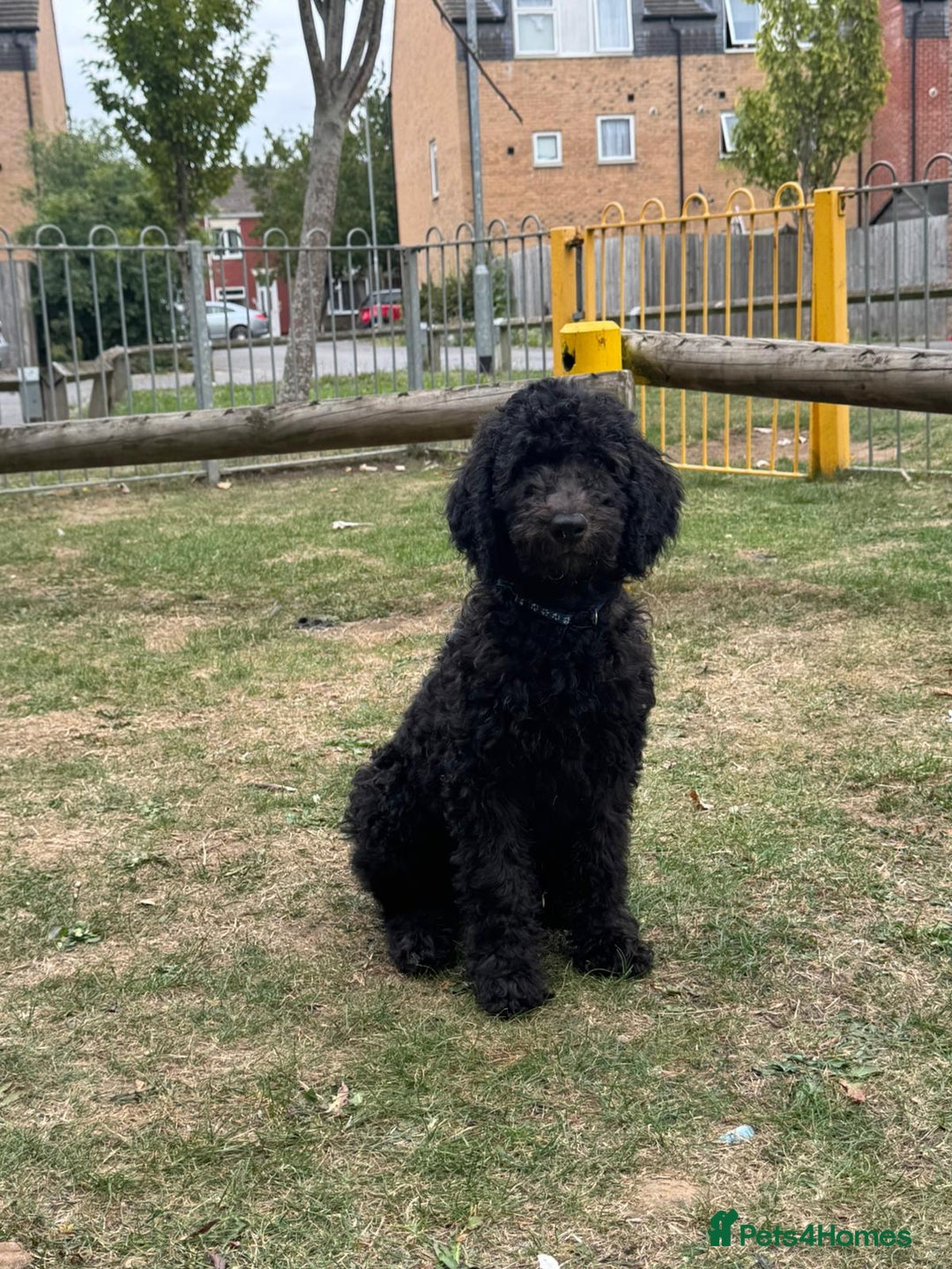 Goldendoodle dogs for sale: LAST GIRL! SILVER F1B Standard Goldendoodle!  - Image 1